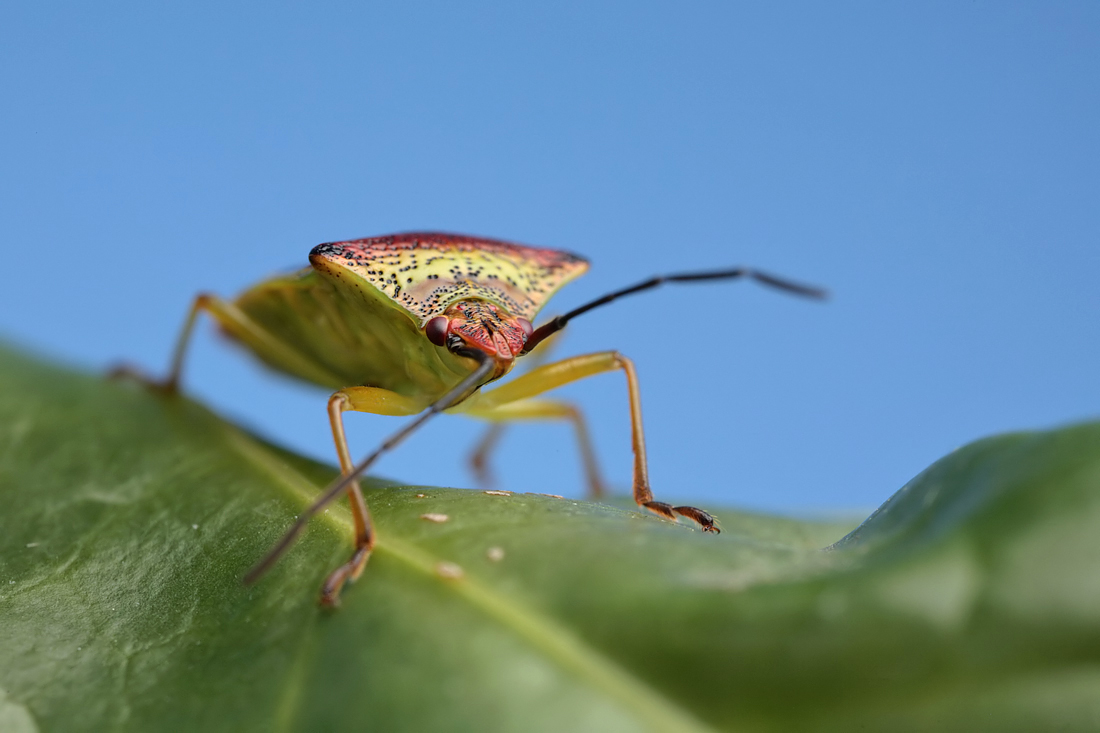 Shieldbug 2